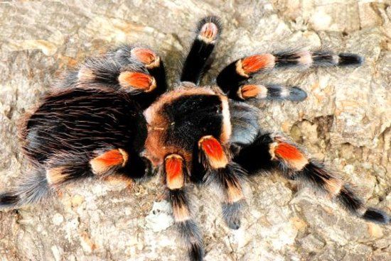 Live Tarantulas Museum